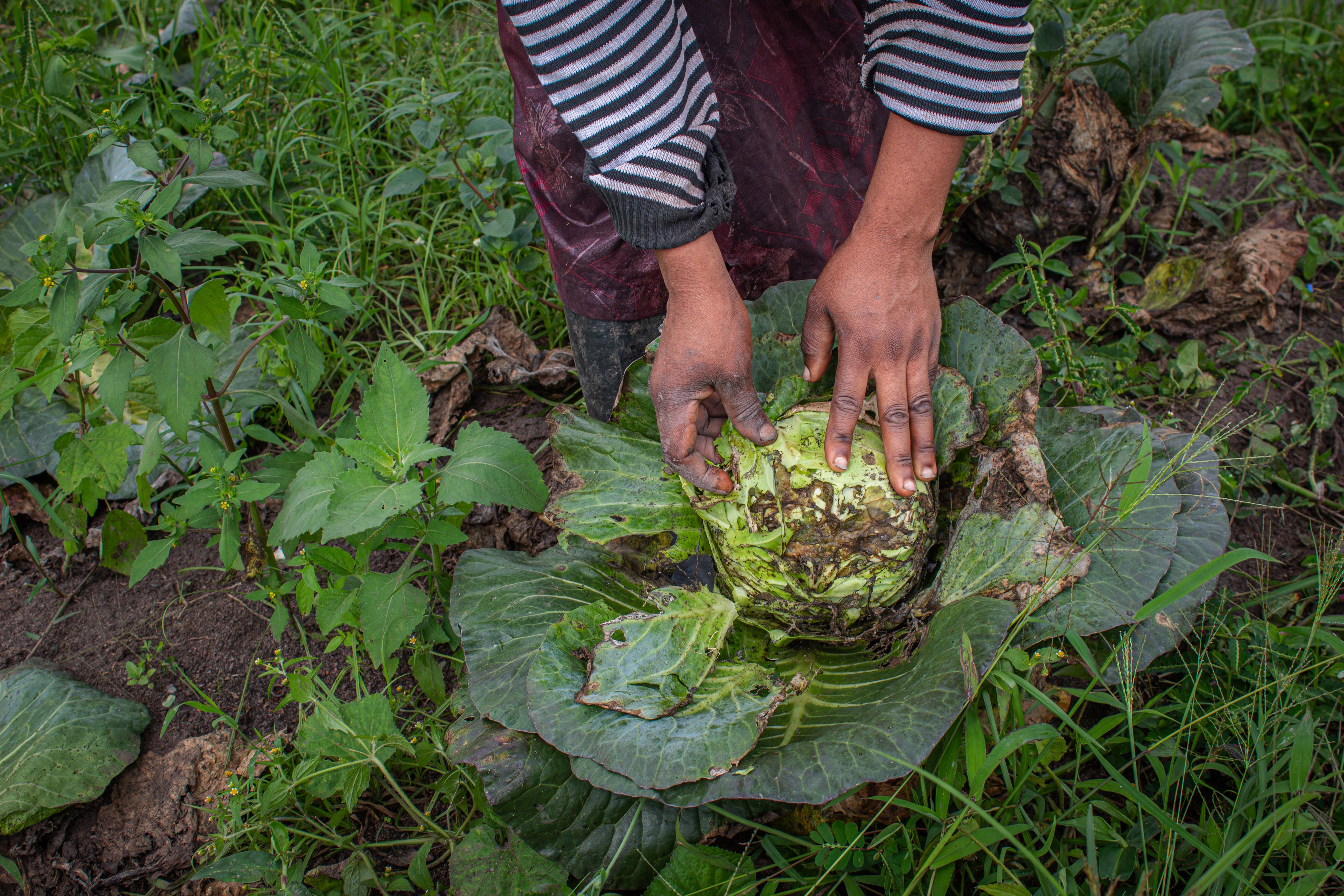 Celine examines a cabbage affected by Kabore on February 21, 2024