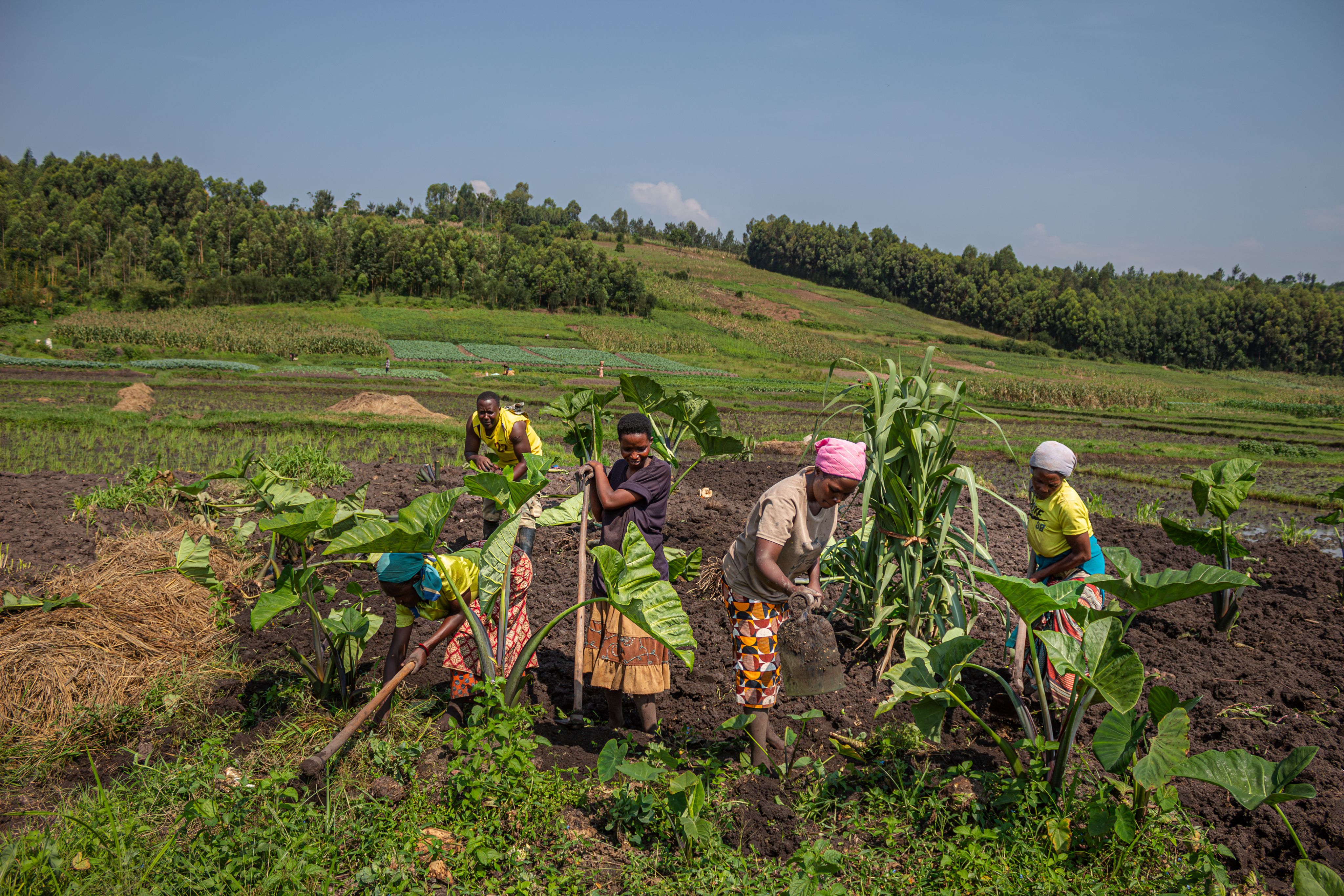 A group of women employed by Celine prepare one of the plots to plant cassava on February 7, 2024