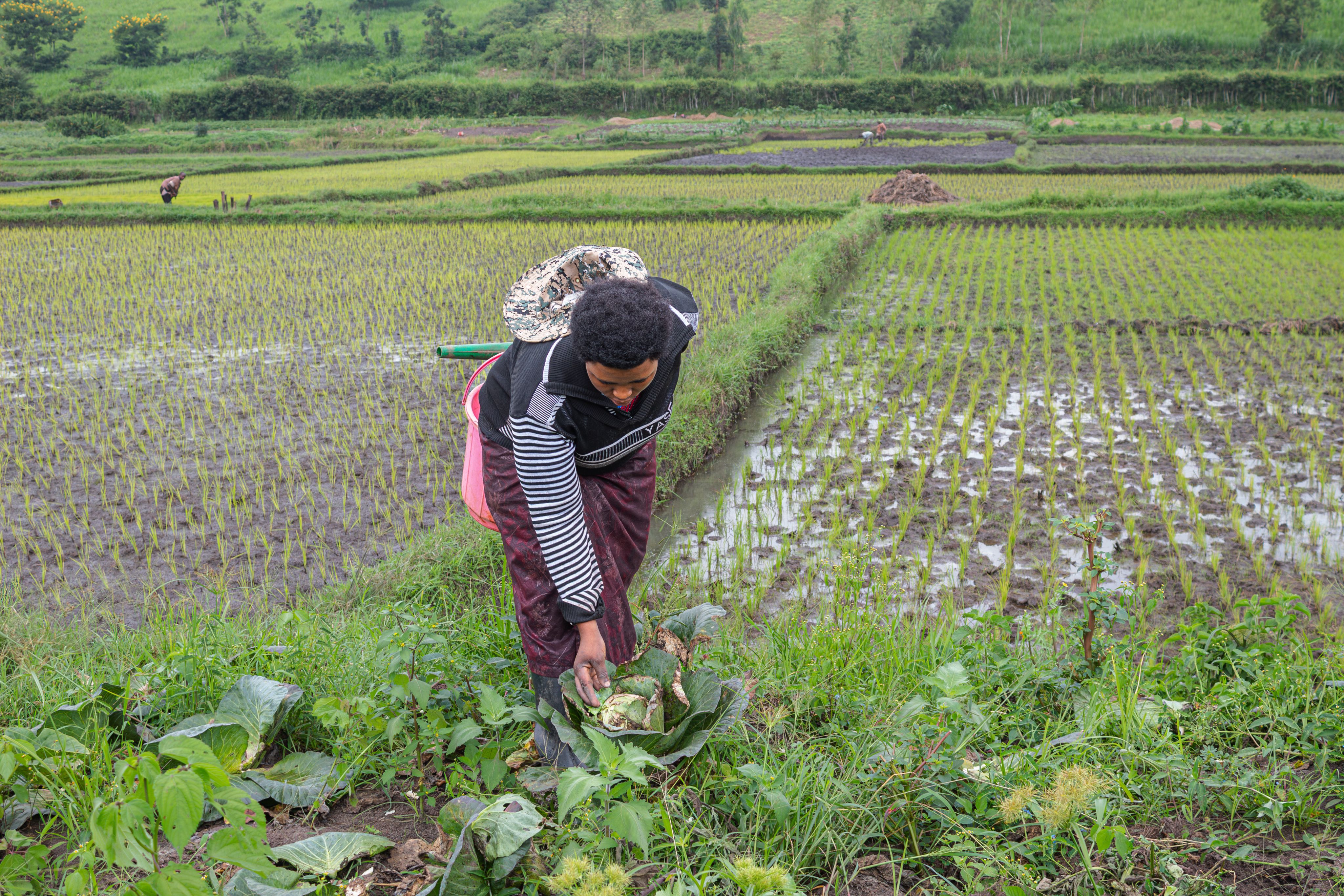 Celine examines a cabbage affected by Kabore, a climate-induced disease, on February 21, 2024