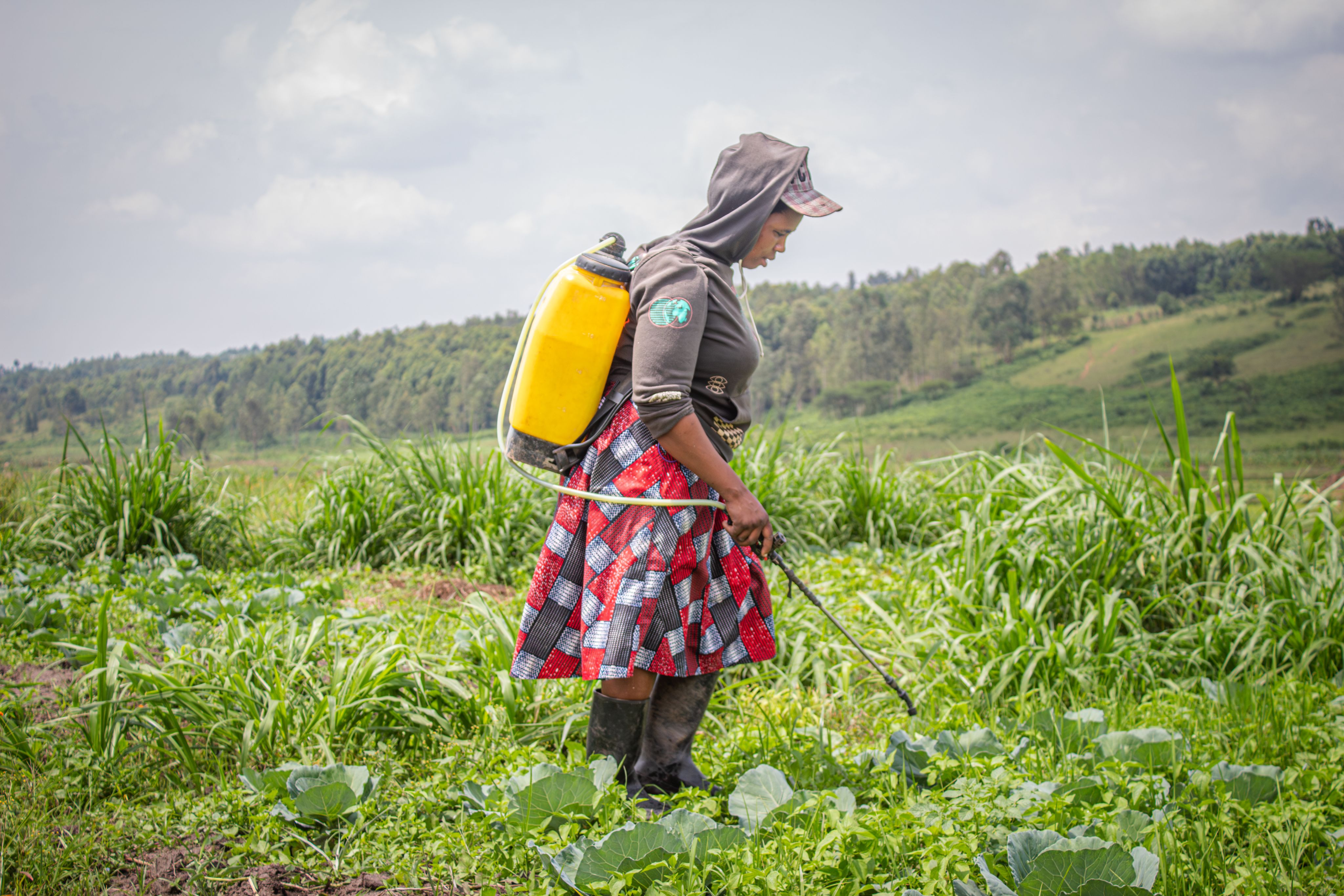 Celine sprays pesticides on young cabbages on February 23, 2024