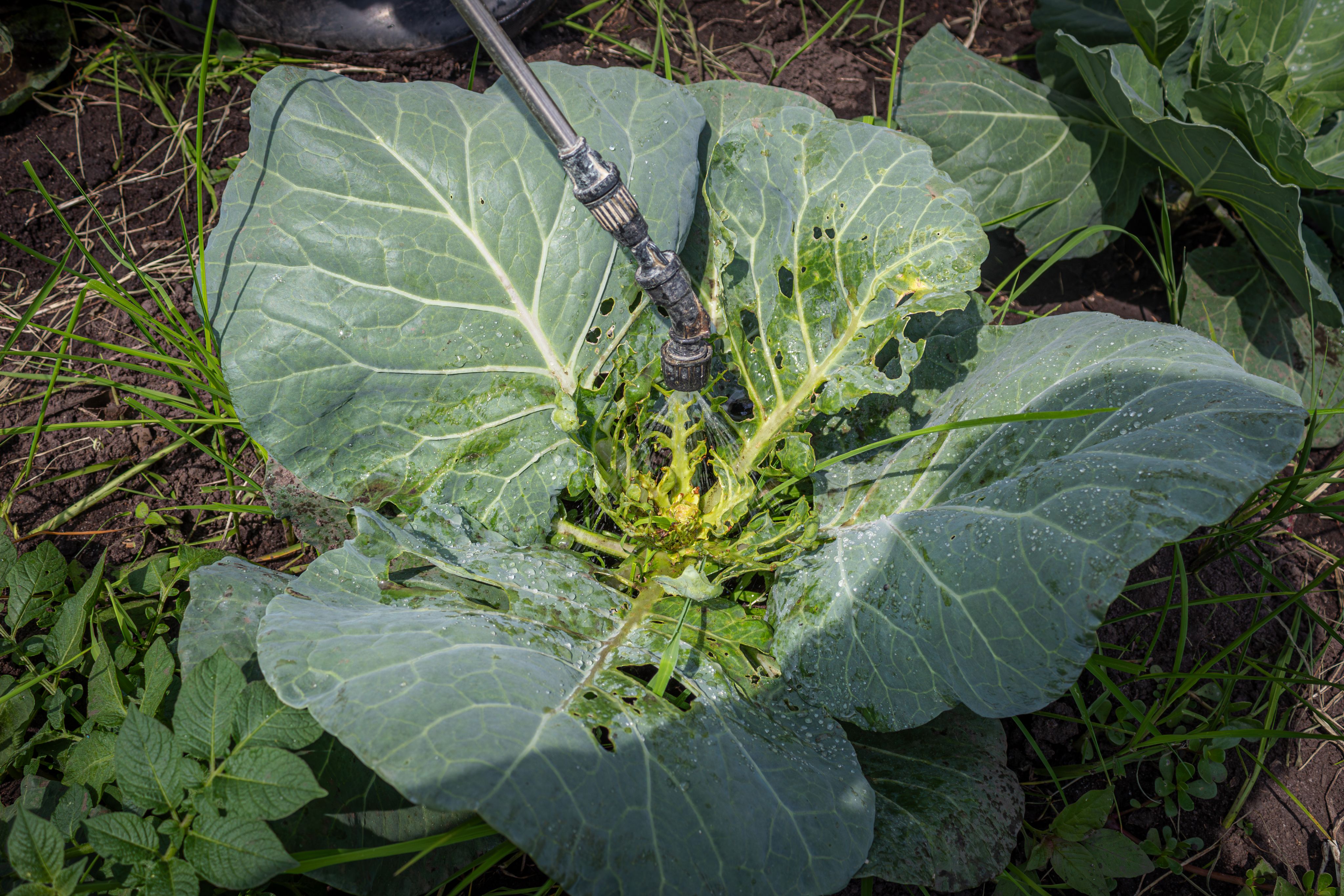 Celine sprays pesticides on young cabbages on February 23, 2024