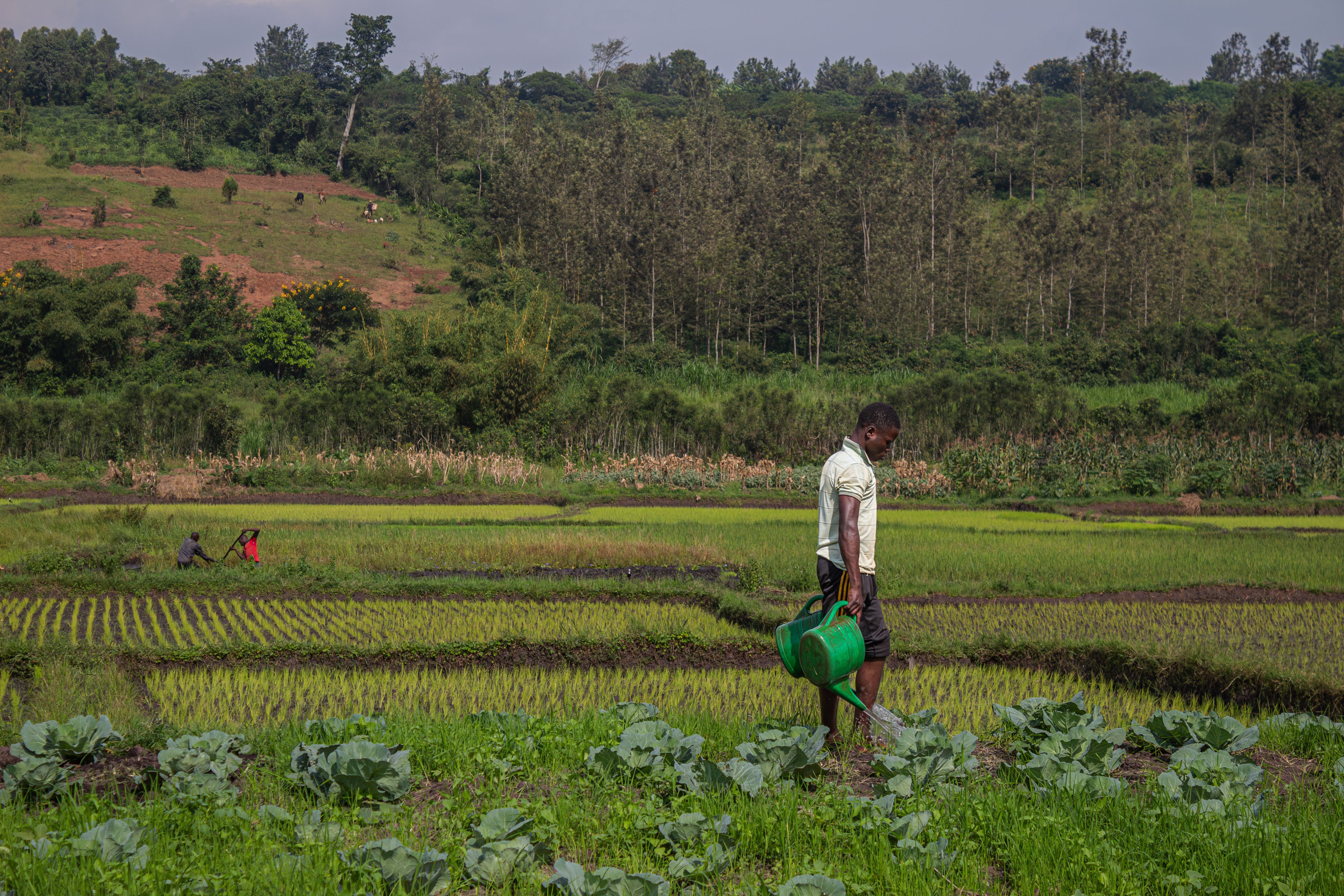 Elissa Hakuzimana, one of Celine's workers, waters her plants in a field in Gishali. February 23, 2024