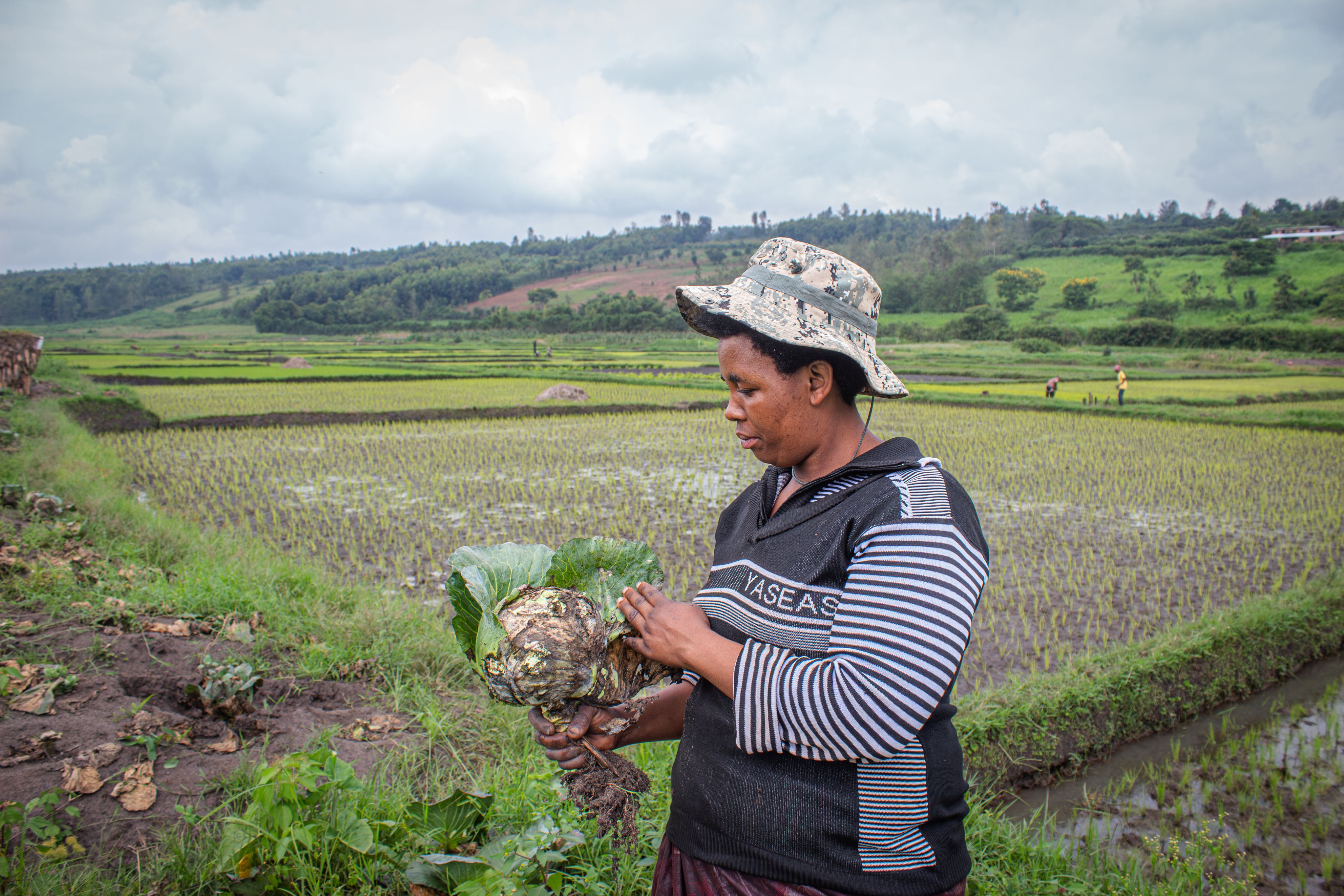 Celine examines a cabbage that affected by Kabore, a climate-induced disease, on February 21, 2024