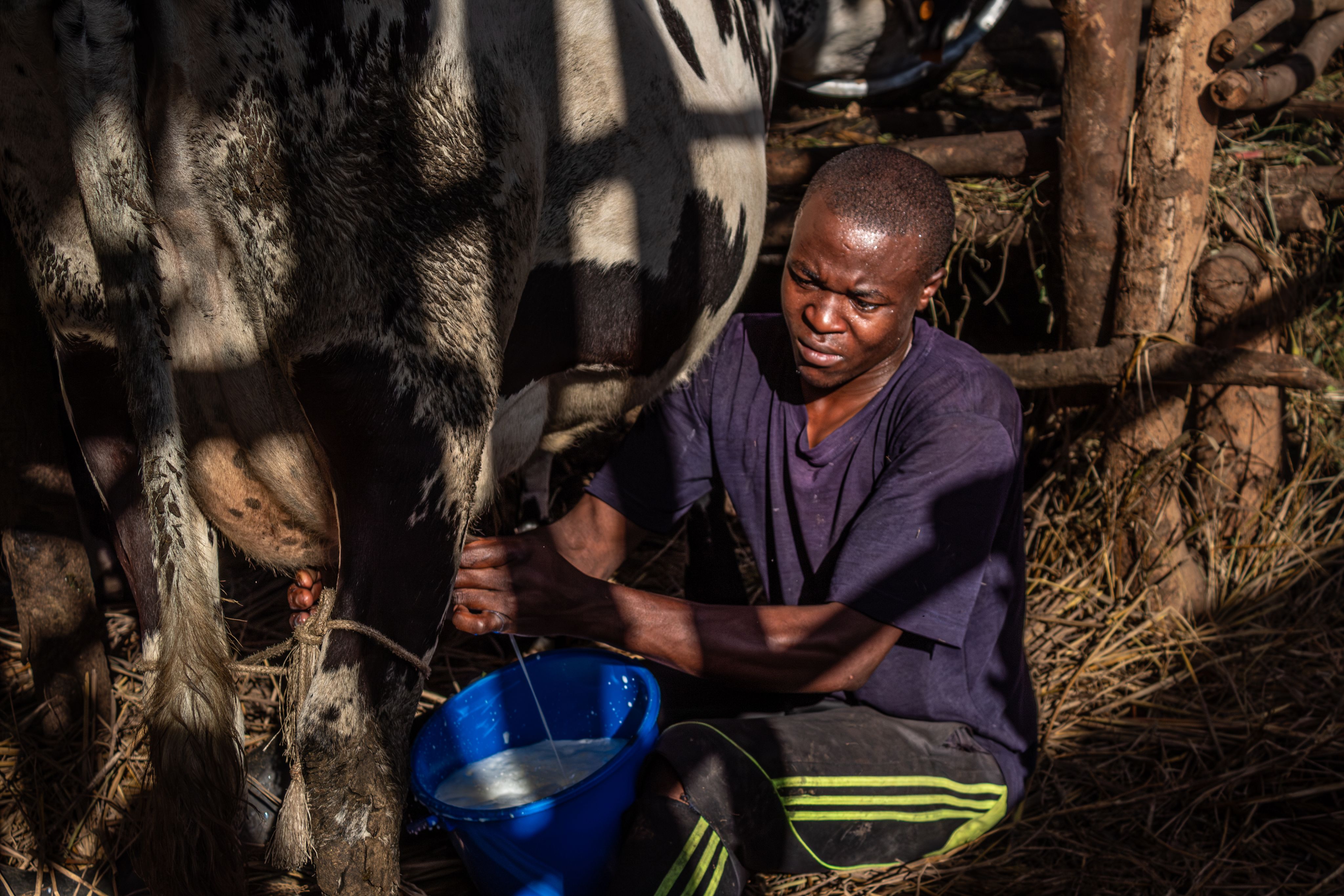Jean d’Amour, Celine's employee, milks one of her cows on February 6, 2024.