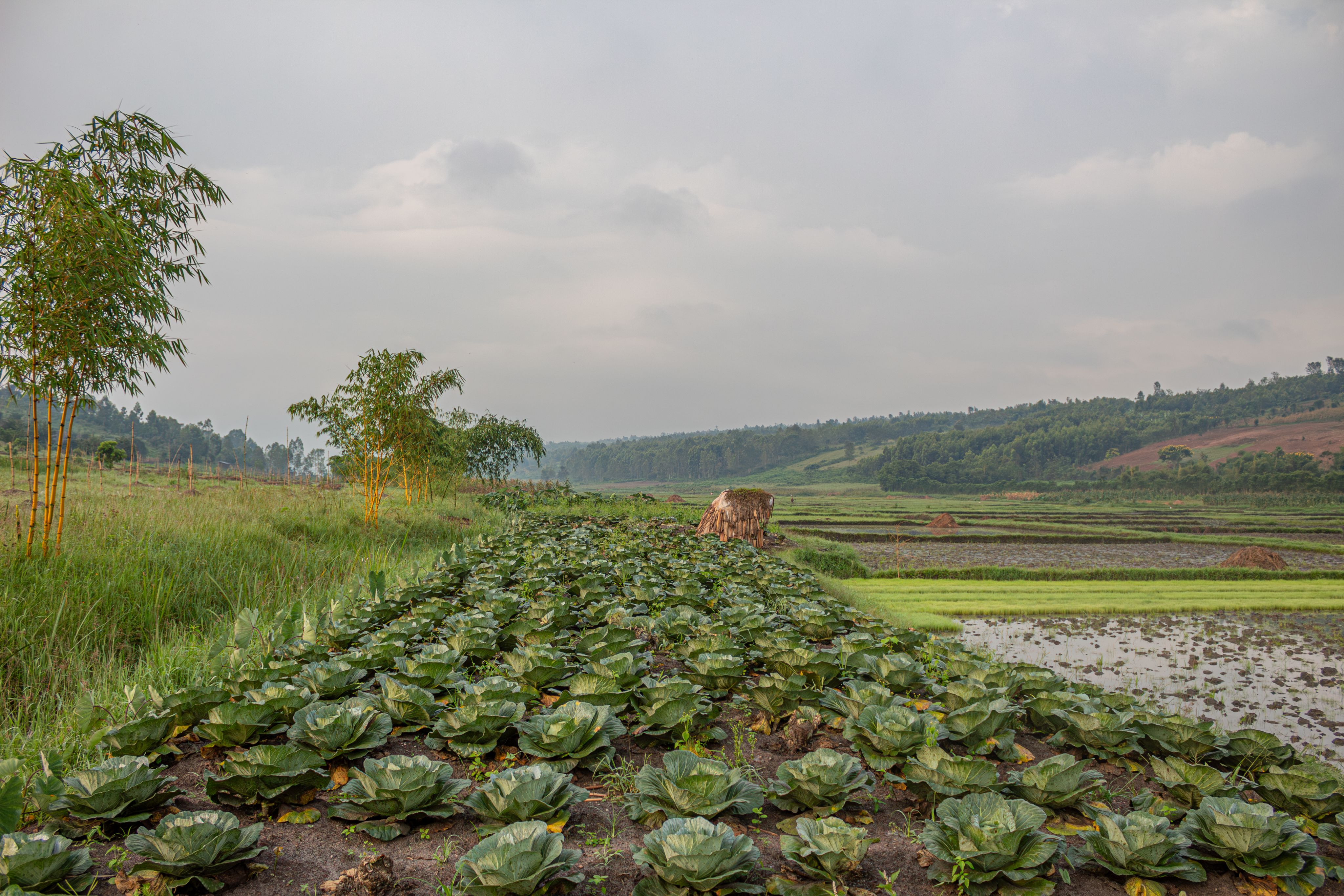 Rows of cabbages extend on one of Celine's farming plots in Gishali Swamp, pictured on February 5th 2024
