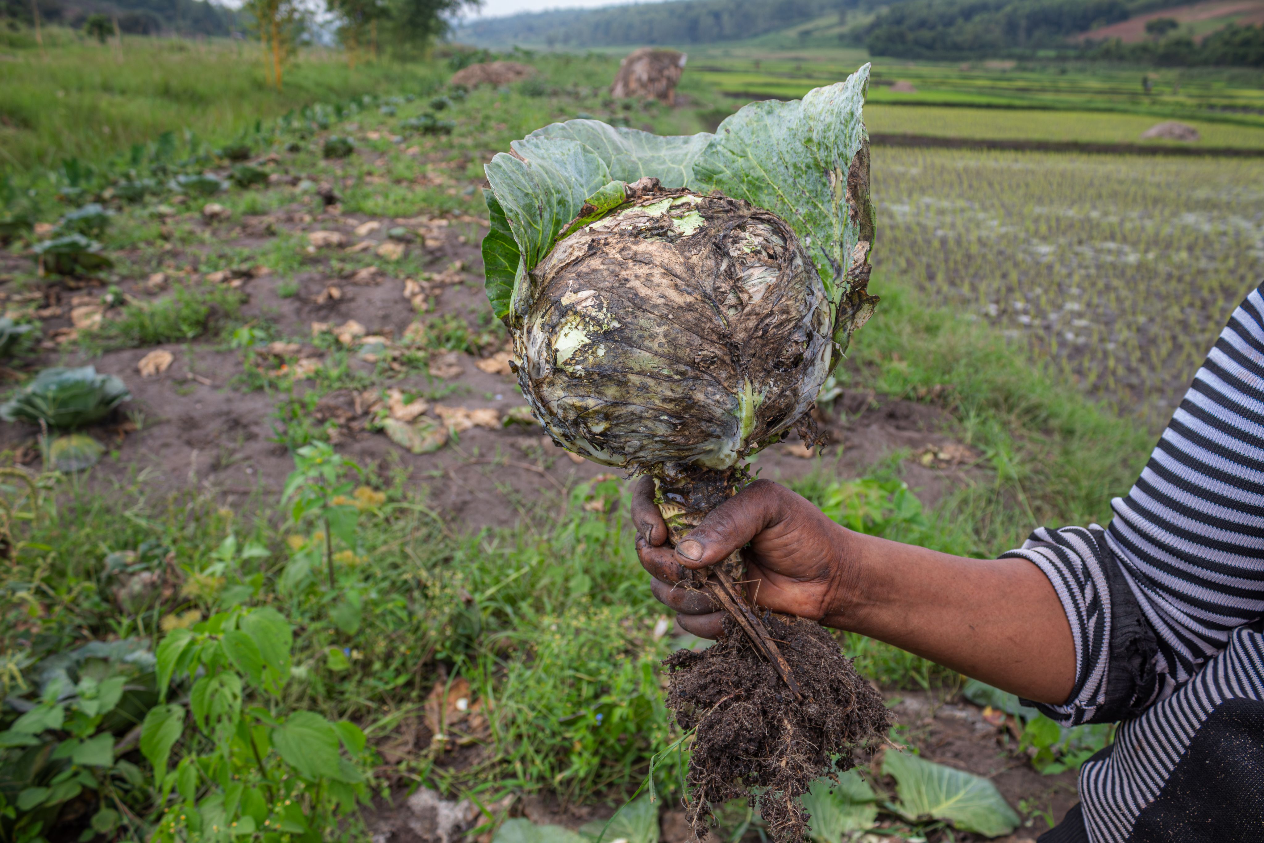 Celine examines a cabbage affected by Kabore, a climate-induced disease, on February 21, 2024