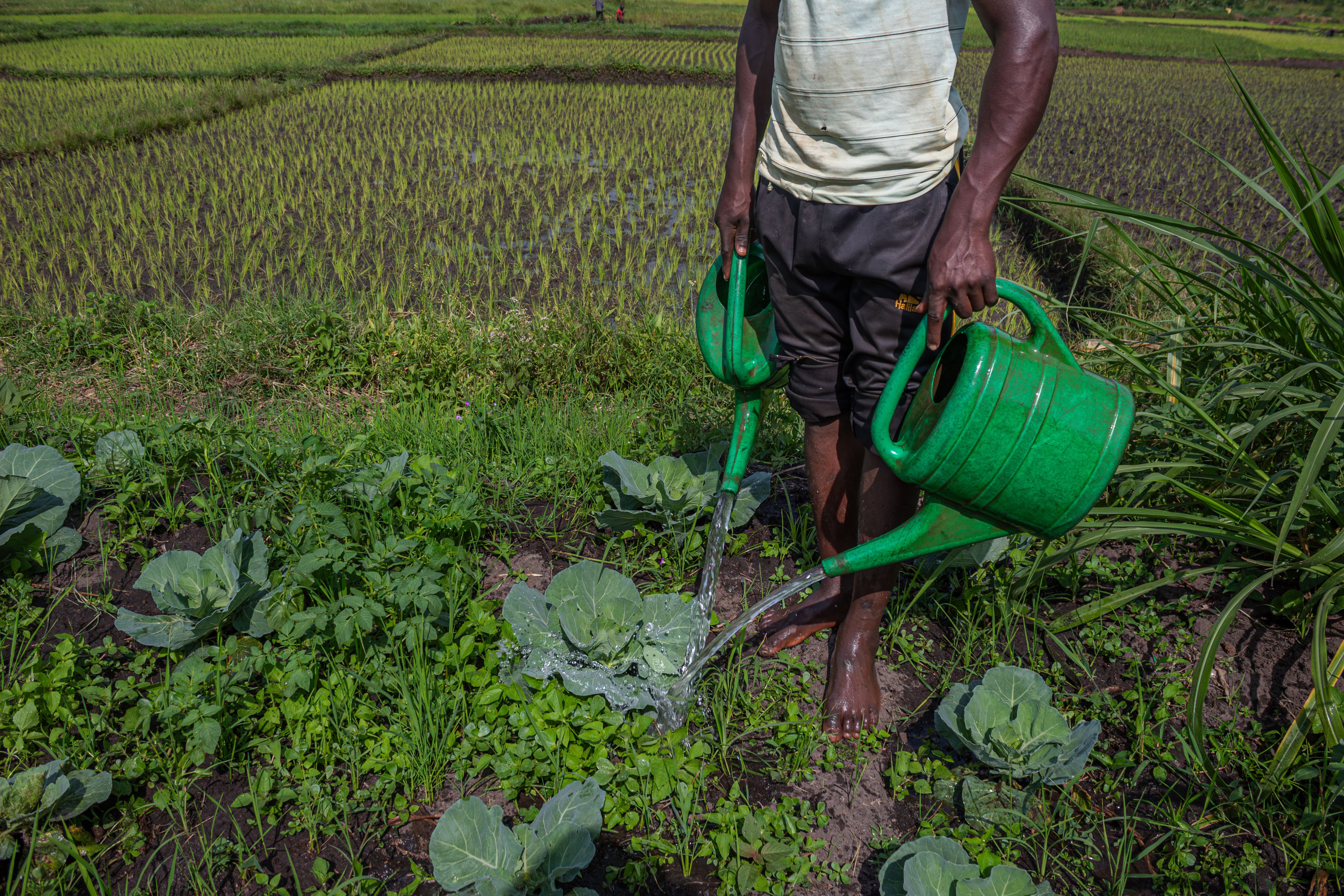 Elissa Hakuzimana, one of Celine's workers, waters her plants in a field in Gishali on February 23, 2024. Elissa has been working with Celine for a year now and comes in only to work in the fields.