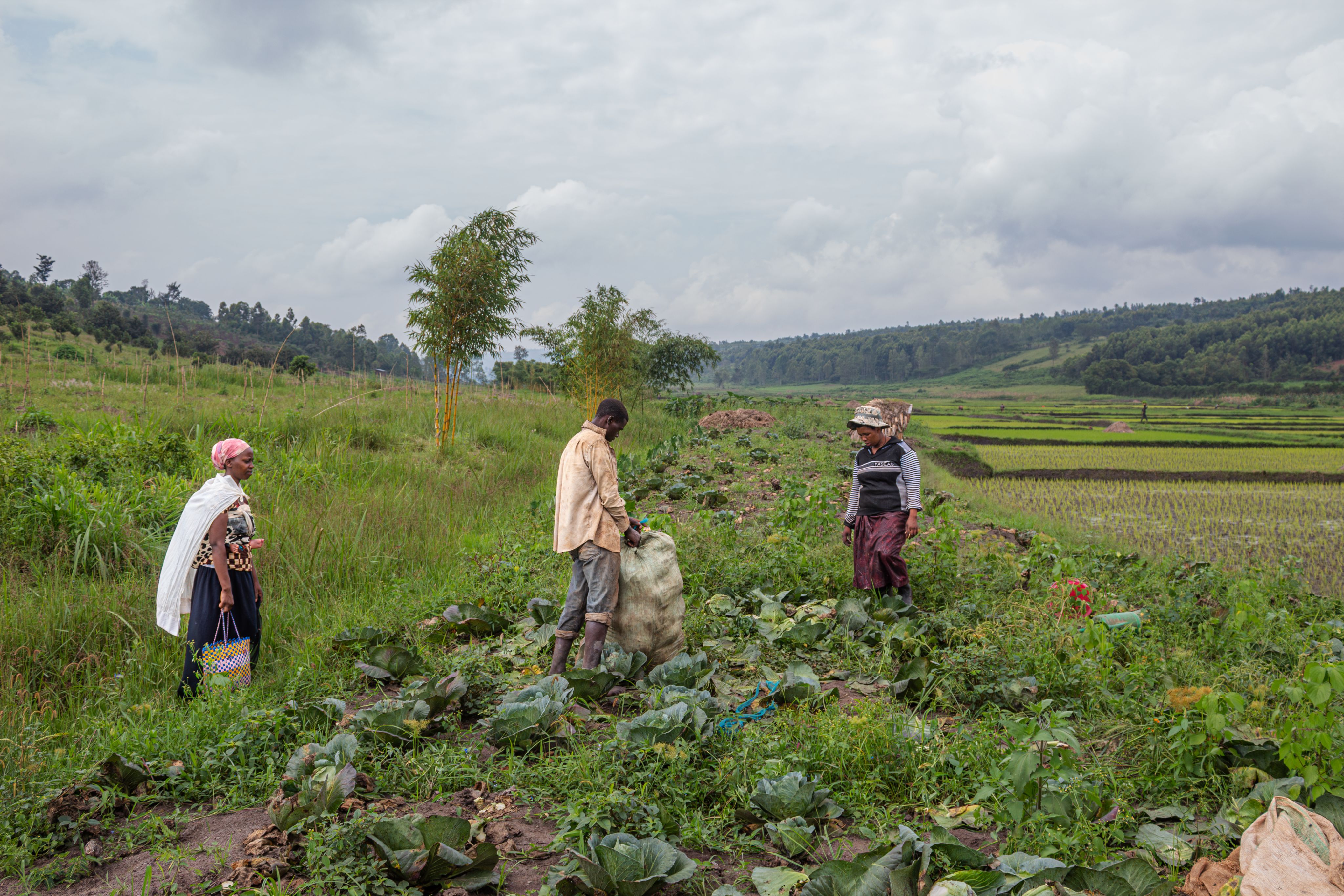 Celine and Olivier, one of her employees, work to harvest and pack cabbages for Julienne Mutuyimana, one of her clients on February 21, 2024. Olivier is a temporary worker and only works for Celine when the need arises.