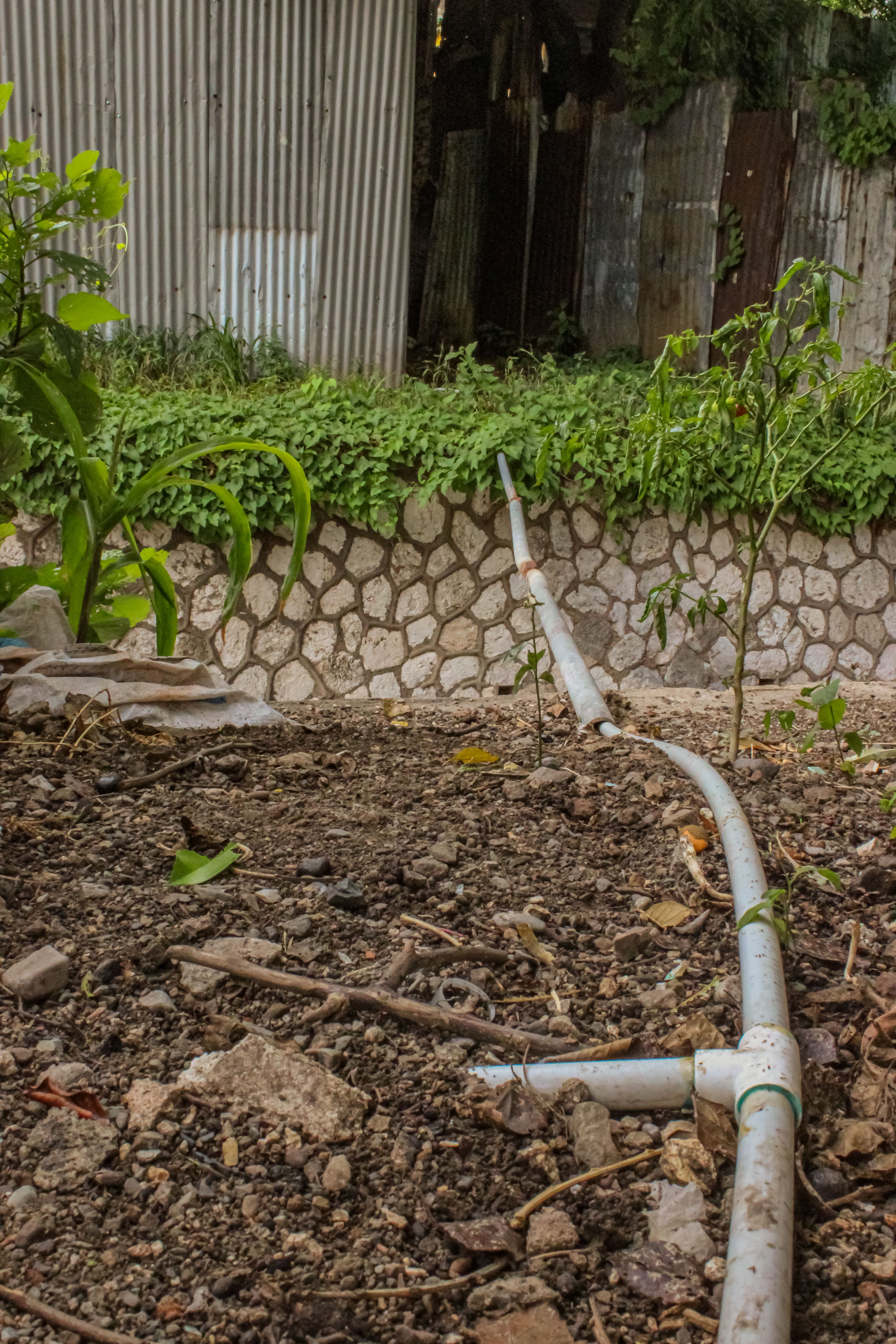 The pipe my son Rolique, and Mr Mackie, his grandfather, walk to every day to source water.