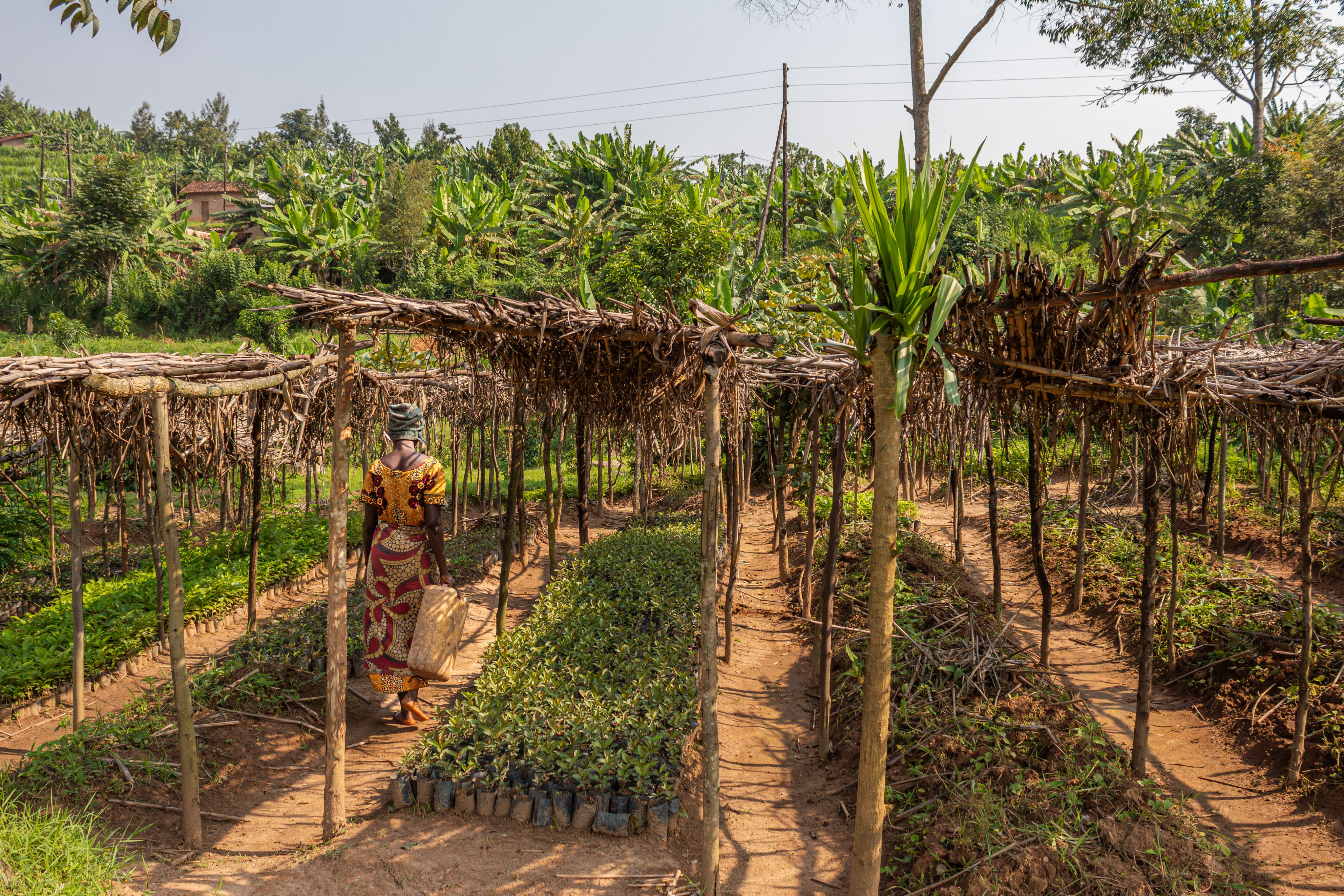 How a farming couple in Rwanda Nyamagabe is adapting to changing ...